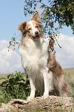 BORDER COLLIE 048